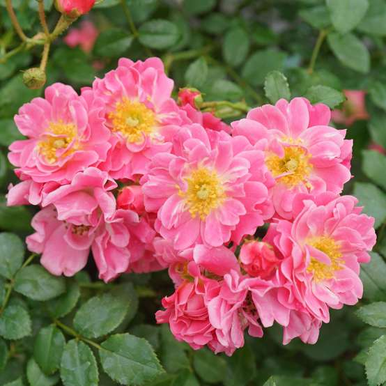 Close up of lacy Oso Easy Double Pink Rosa flowers